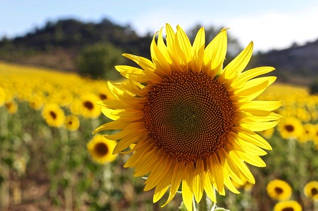 تنزيل Sunflower Sun Plants مجانًا - صورة مجانية أو صورة يتم تحريرها باستخدام محرر الصور عبر الإنترنت GIMP