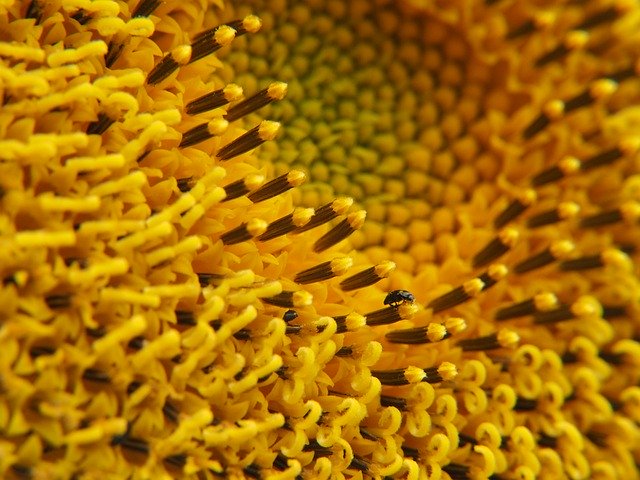 Download gratuito di Sunflower Sunshine Yellow: foto o immagine gratuita da modificare con l'editor di immagini online GIMP