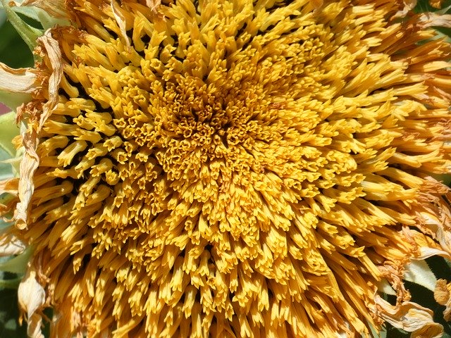 Gratis download Sunflower Sun Yellow - gratis foto of afbeelding om te bewerken met GIMP online afbeeldingseditor