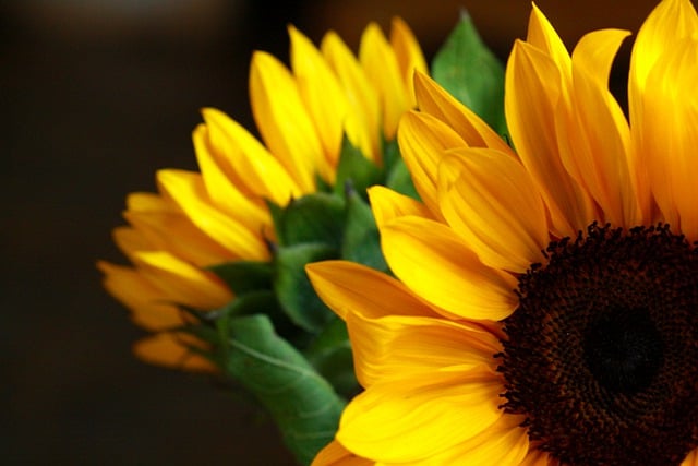 Free download sunflowers yellow flowers flowers free picture to be edited with GIMP free online image editor