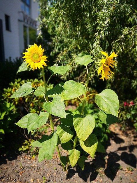 Free download Sunflowers Yellow Nature -  free photo or picture to be edited with GIMP online image editor