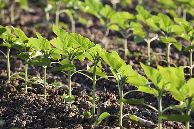 Free download sunflowers young plant agriculture free picture to be edited with GIMP free online image editor