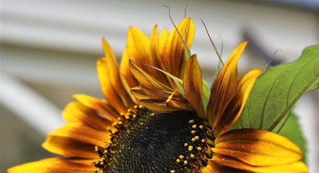 Descarga gratuita Sunflower Terra Cotta Petals - foto o imagen gratuita para editar con el editor de imágenes en línea GIMP