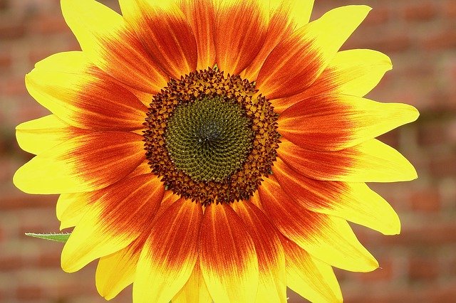 Free download Sunflower The Background Yellow -  free photo or picture to be edited with GIMP online image editor