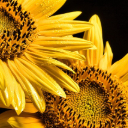 SUNFLOWER THEME  screen for extension Chrome web store in OffiDocs Chromium