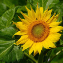 Sunflower tree  screen for extension Chrome web store in OffiDocs Chromium