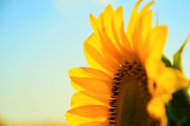 Download gratuito Sunflower Village Plant: foto o immagine gratuita da modificare con l'editor di immagini online GIMP