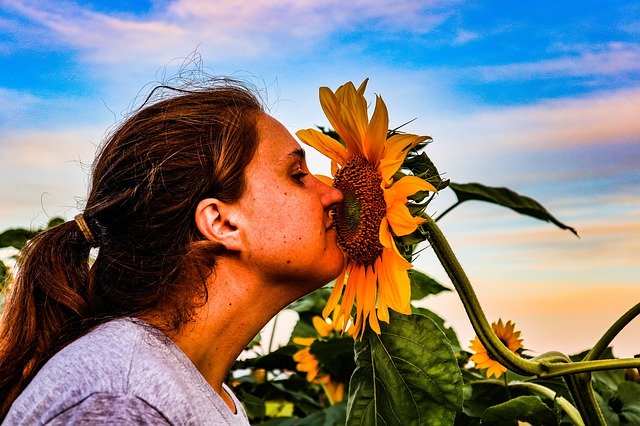 Free download Sunflower Woman Girl -  free photo or picture to be edited with GIMP online image editor