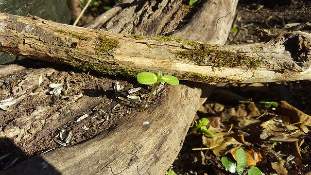 הורדה חינם Sunflower Wood Nature - תמונה או תמונה בחינם לעריכה עם עורך התמונות המקוון GIMP