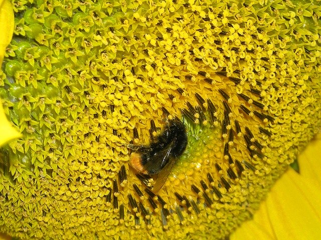 Free download Sunflower Yellow Bee -  free photo or picture to be edited with GIMP online image editor