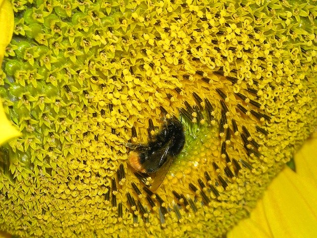 Téléchargement gratuit Tournesol Jaune Abeille - photo ou image gratuite à modifier avec l'éditeur d'images en ligne GIMP