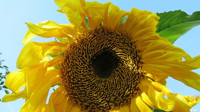 Скачать бесплатно Sunflower Yellow Bloom - бесплатное фото или изображение для редактирования с помощью онлайн-редактора GIMP