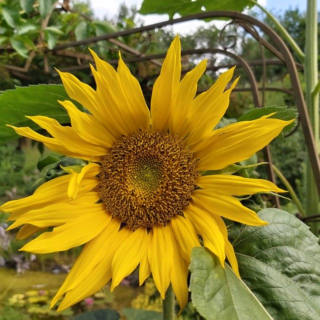 Descarga gratuita Sunflower Yellow Blossom: foto o imagen gratuita para editar con el editor de imágenes en línea GIMP