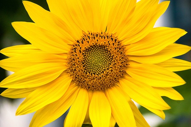 Muat turun percuma Sunflower Yellow Close Up - foto atau gambar percuma untuk diedit dengan editor imej dalam talian GIMP