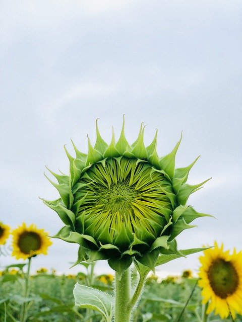 Descărcare gratuită Sunflower Yellow Farm - fotografie sau imagini gratuite pentru a fi editate cu editorul de imagini online GIMP