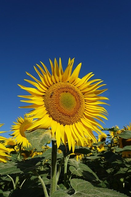 Download gratuito Fiore giallo girasole - foto o immagine gratuita da modificare con l'editor di immagini online di GIMP