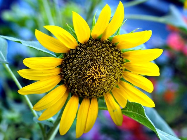 Free download sunflower yellow flower flower free picture to be edited with GIMP free online image editor