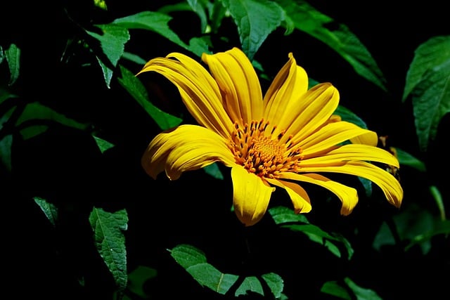 Free download sunflower yellow flower garden free picture to be edited with GIMP free online image editor