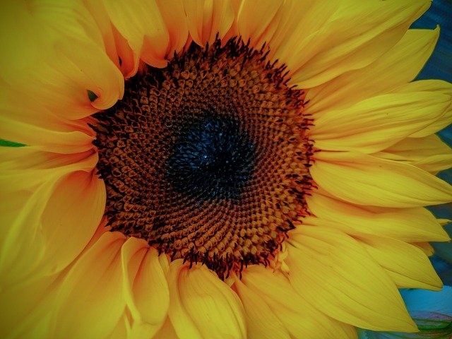 Template Photo Sunflower Yellow Garden -  for OffiDocs