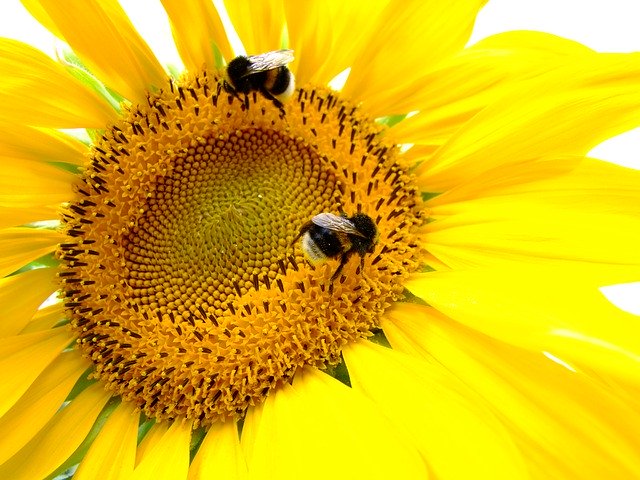 Unduh gratis Sunflower Yellow Insect - foto atau gambar gratis untuk diedit dengan editor gambar online GIMP