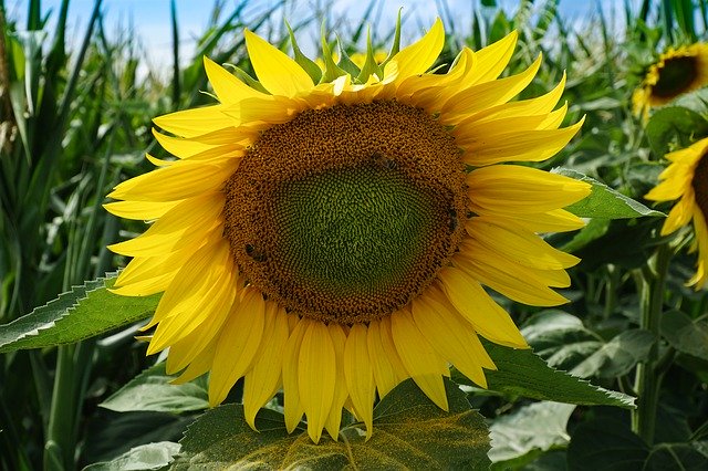 Unduh gratis Sunflower Yellow Nature - foto atau gambar gratis untuk diedit dengan editor gambar online GIMP