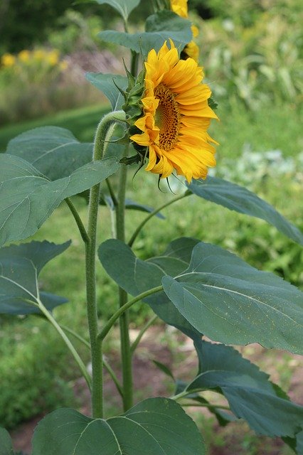 Free download Sunflower Yellow Spotted -  free photo or picture to be edited with GIMP online image editor