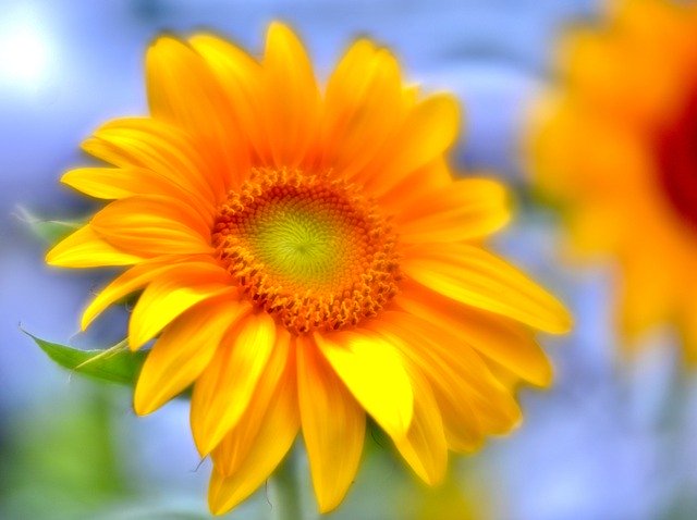 Muat turun percuma Sunflower Yellow Summer - foto atau gambar percuma untuk diedit dengan editor imej dalam talian GIMP