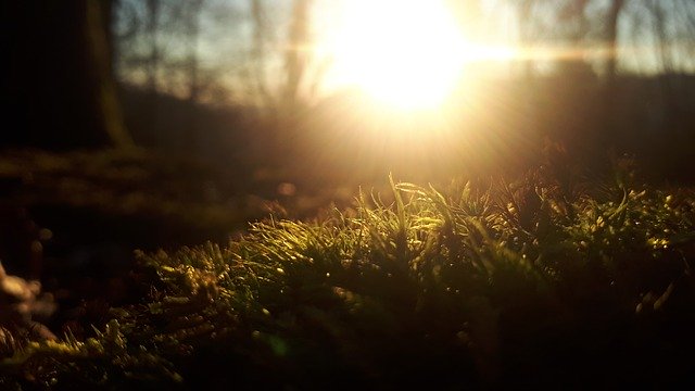 Free download Sun Forest Moss -  free photo or picture to be edited with GIMP online image editor