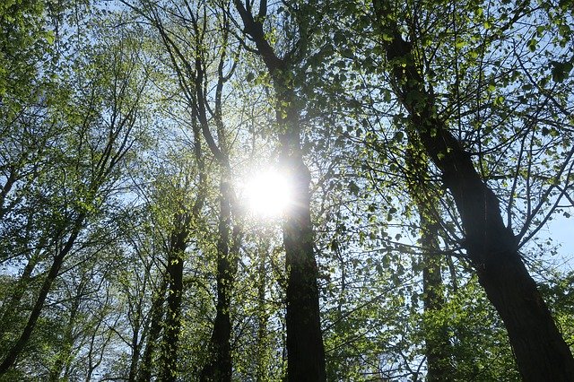 Gratis download Sun Forest Rays - gratis foto of afbeelding om te bewerken met GIMP online afbeeldingseditor