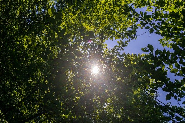 Muat turun percuma Sun Forest Trees - foto atau gambar percuma untuk diedit dengan editor imej dalam talian GIMP