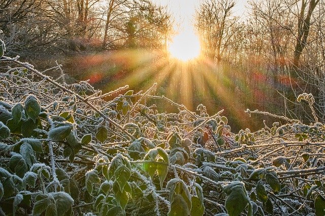 Kostenloser Download von Sonne, Frost, Pflanzen, Sonnenlicht, Blättern, kostenloses Bild, das mit dem kostenlosen Online-Bildeditor GIMP bearbeitet werden kann