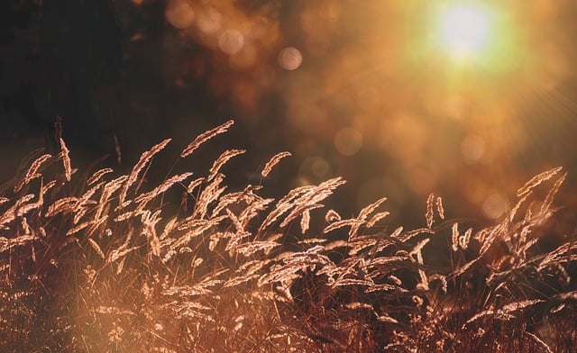 Free download sun grass glare field outdoors free picture to be edited with GIMP free online image editor