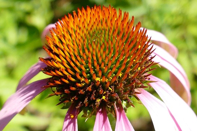 Free download Sun Hat Echinacea Angustifolia -  free photo or picture to be edited with GIMP online image editor