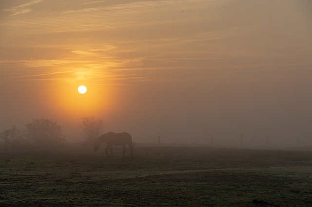 Template Photo Sun Horses Fog for OffiDocs