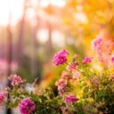 Sun Kissed Pelargonium Display  screen for extension Chrome web store in OffiDocs Chromium