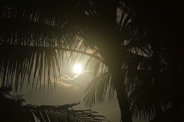 Libreng download Sun Leaf Sunrise - libreng larawan o larawan na ie-edit gamit ang GIMP online na editor ng imahe