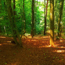 Sunlight and woods  screen for extension Chrome web store in OffiDocs Chromium