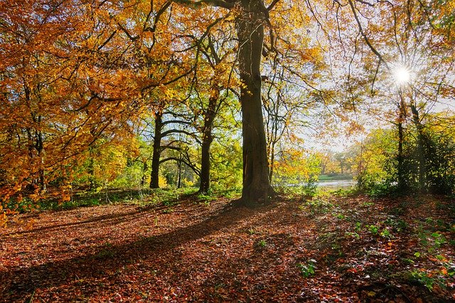 Free download sunlight fall autumn free picture to be edited with GIMP free online image editor