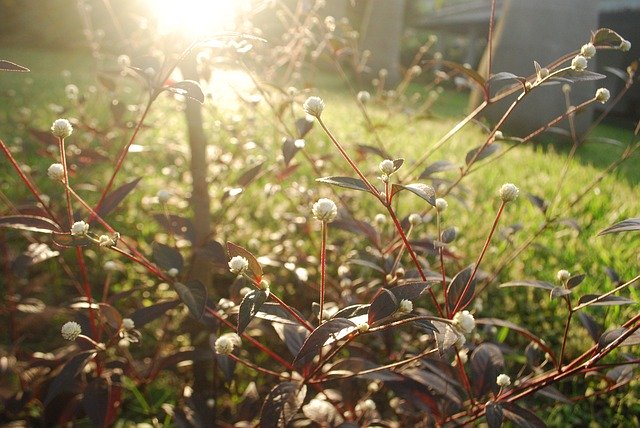 Безкоштовно завантажте Sunlight Flowers Garden - безкоштовну фотографію чи зображення для редагування за допомогою онлайн-редактора зображень GIMP