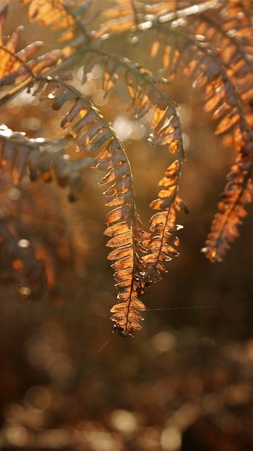 Descărcare gratuită a imaginii cu frunziș de ferigă regală la lumina soarelui pentru a fi editată cu editorul de imagini online gratuit GIMP