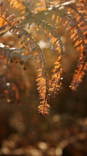 Free download sunlight royal fern fern foliage free picture to be edited with GIMP free online image editor