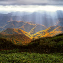 Sunlight shines in the forest  screen for extension Chrome web store in OffiDocs Chromium