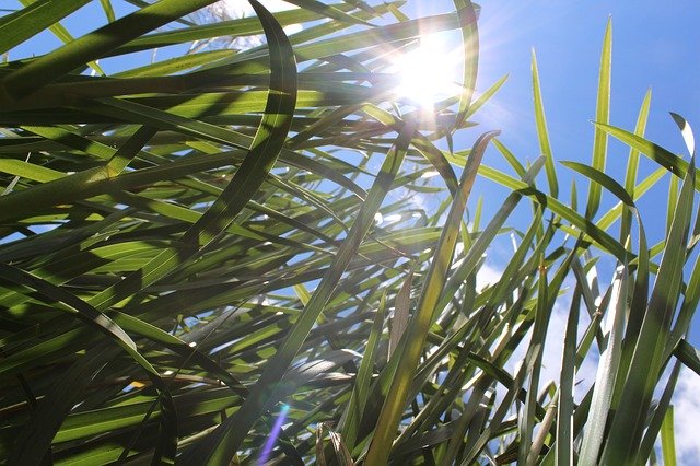 Бесплатно скачать Sunlight Summer Green - бесплатную фотографию или картинку для редактирования с помощью онлайн-редактора изображений GIMP