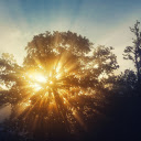 Sunlight through leaves  screen for extension Chrome web store in OffiDocs Chromium