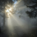 Sunlight through the forest  screen for extension Chrome web store in OffiDocs Chromium