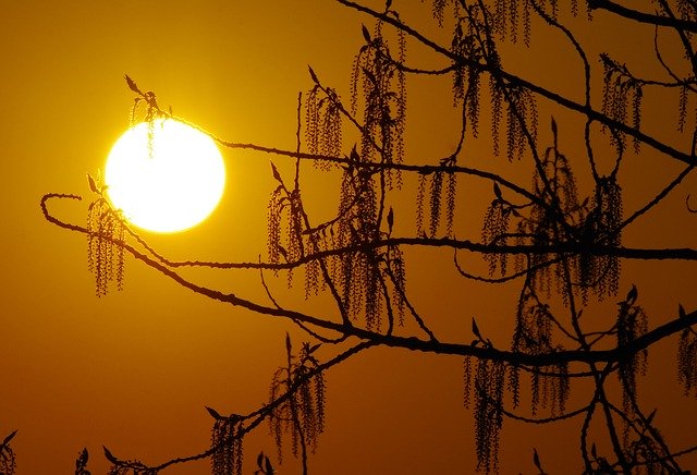 Descarga gratuita Sun Light Tree: foto o imagen gratuita para editar con el editor de imágenes en línea GIMP