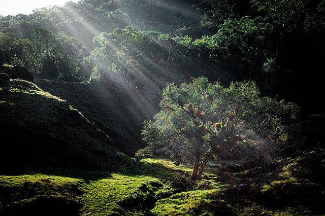 Sunlight Tree Green 무료 다운로드 - 무료 사진 또는 GIMP 온라인 이미지 편집기로 편집할 사진