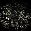 Sunlit Daisies  screen for extension Chrome web store in OffiDocs Chromium