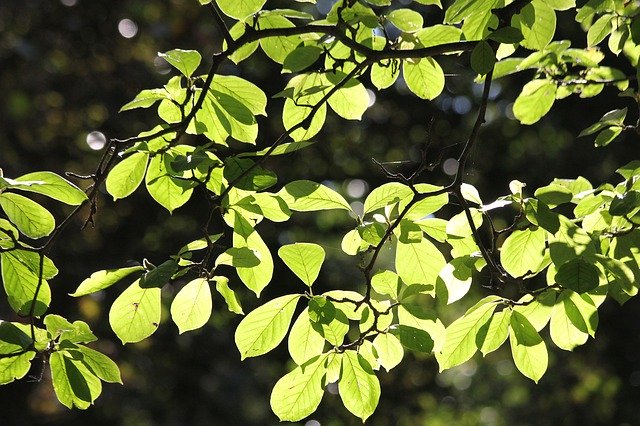太陽に照らされた葉の緑を無料ダウンロード - GIMP オンライン画像エディターで編集できる無料の写真または画像