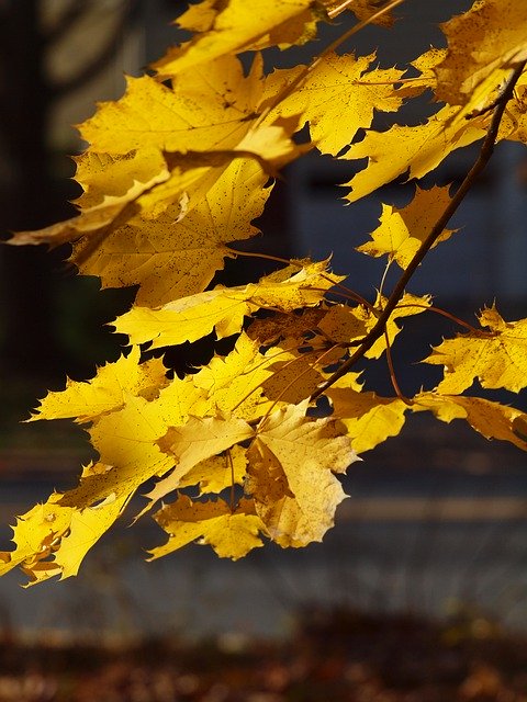 Free picture Sunlit Leaves Yellow -  to be edited by GIMP free image editor by OffiDocs